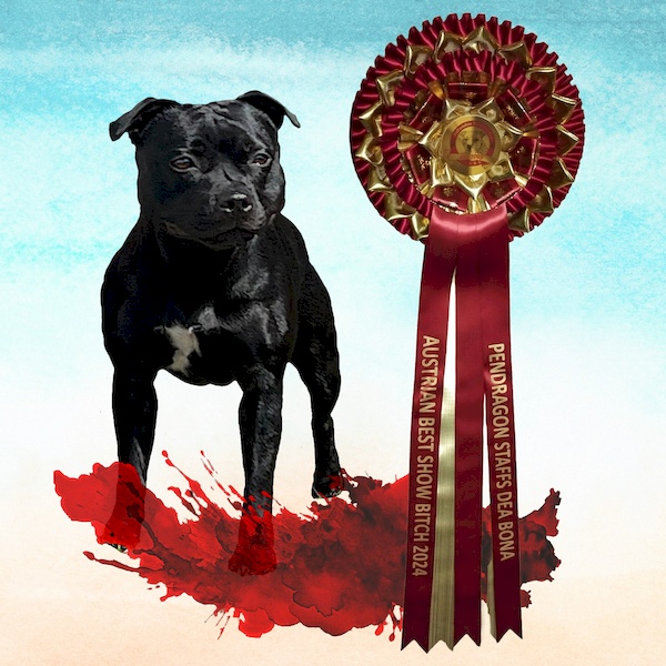 PENDRAGON STAFFS DEA BONA